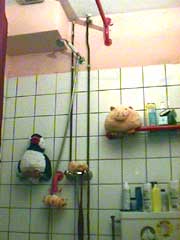 picture of a pig family and the pinguine just hanging around.